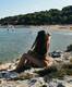 Mare