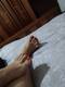 piedi